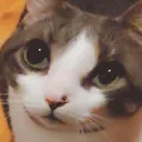 MCatStare