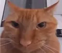 shnoogus