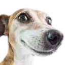 sus_smile_dog
