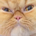 angrycat