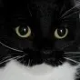 displeasedcat