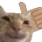 cat_like
