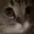 meow