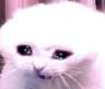 CK_Cry