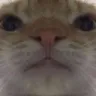 CK_CatStare