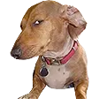 dogsideeye