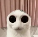 autismeyescat autismeyescat