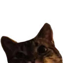 Peek