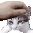 petthekoopa petthekoopa