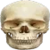 skull skull