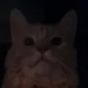 kittyspooked