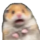 scaredhamster