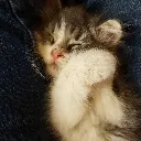 SleepingCat