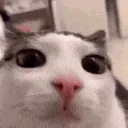 plink plink