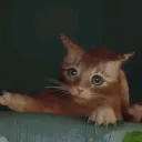 Stray_Fall