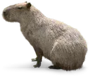 capybara