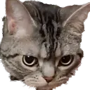 godiva_GRUMPY