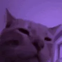 CatDance3