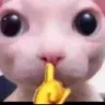 shhh_cat shhh_cat