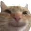 Cat Smile Catsmile Discord Emoji