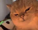 272066954_1476350129446519_75377