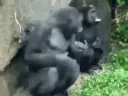 MONKEYSPIN MONKEYSPIN