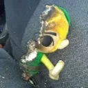 singed