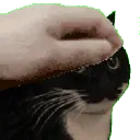 PetTheMaxwell PetTheMaxwell