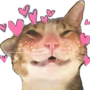 catlove