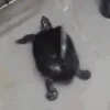turtleJAM