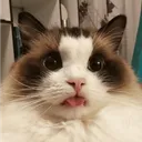 89brokencat1 Discord Emoji