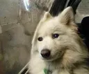 sad_doggo