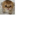 lilphil