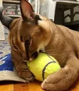 ball