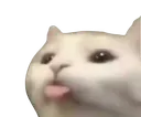 PKT_cat_tease Discord Emoji