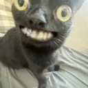 Sus Cat suscat Discord Emoji