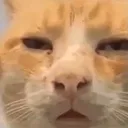 HUHcat