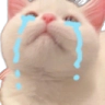 KU_CatCry Discord emoji