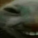 xdd1