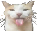 bleeh