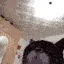 catDance catDance