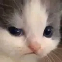 icycatsus
