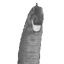 tauntapat