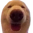 PostThisDog2