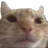 neutral_cat