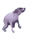 dogDance
