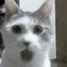 catShocked