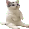 catsittingverycomfortablearound1