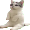 catsittingverycomfortablearound4