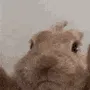 bunnyrabbit